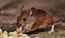 24 Hour & Emergency Exterminators in My Access Usa, FL